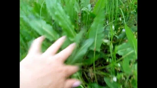 Щавель полевой.