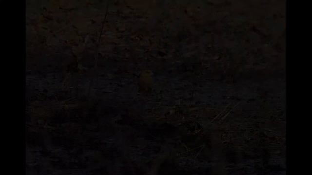 ЖАВОРОНКИ, ЛАСТОЧКИ, СКВОРЦЫ - ВЕСТНИКИ ВЕСНЫ смотреть онлайн