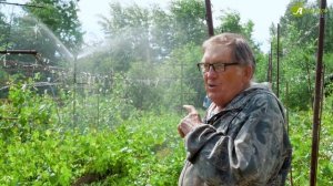 Как спасти виноград от заморозков? Дождевание. Рекомендации эксперта АнатолияСидоровича