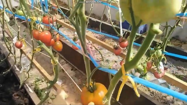 сортовой томат МИНУСИНСКИЕ ШАРЫ обзор смотреть онлайн