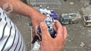 Птичий рынок г. Ташкент - ГОЛУБИ (21.05.2022) / Uzbek Pigeons / Usbekische tauben
