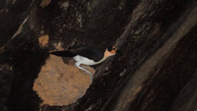 Endangered Animals in Sierra Leone's Amazing Rainforests & Exploring Freetown смотреть онлайн