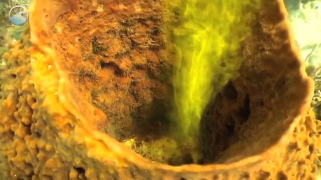 Aquarius смотреть онлайн