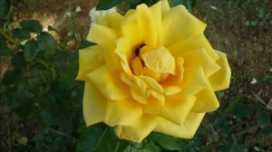 Красная розочка