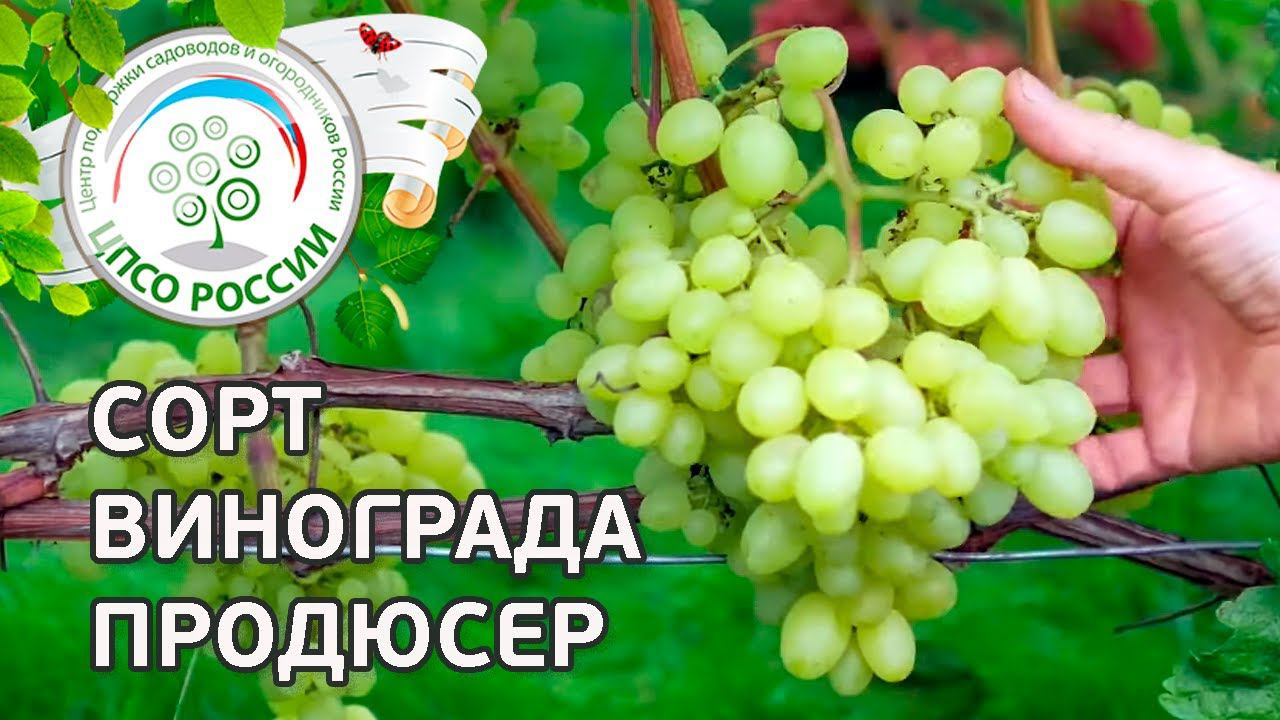 Сорт винограда Продюсер.  Описание сорта винограда Продюсер.