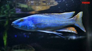 Цихлида из Африки Хапсохромис Церулиос. Содержание в аквариуме, разведение и совместимость