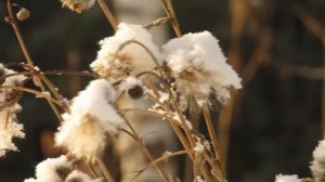 Зима. Красивые зимние пейзажи природы, beautiful winter