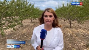 Фермеры Крыма выращивают миндаль селекции Никитского ботанического сада