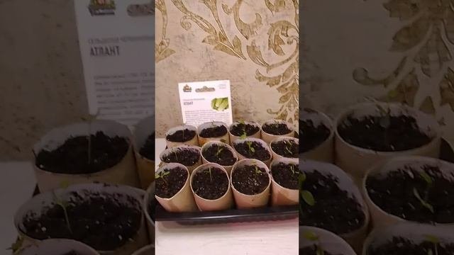 Лайфхак для выращивания рассады.