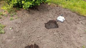 Сажаю Дыни в Открытый Грунт сорта "КОЛХОЗНИЦА и  СЛАДКОЕЖКА".   Посадка ЛУНКАМИ.  ??? 21 мая 2023г?