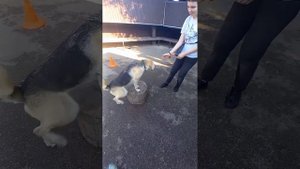 Приезжайте знакомиться с Ревой в приют Сострадание НН, Бурнаковский проезд 16🧡