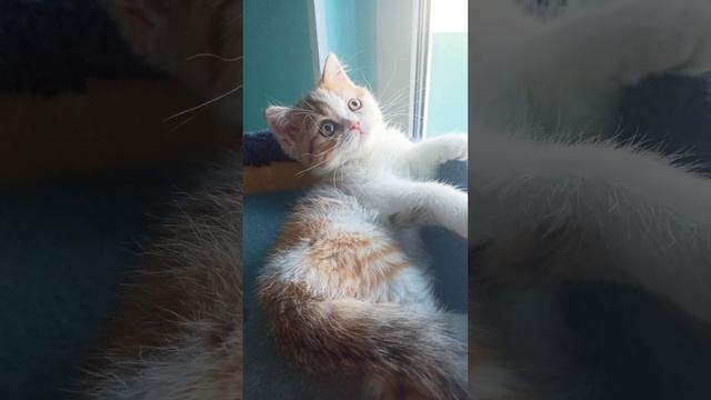 Дамочка с характером, окрас черепаха. смотреть онлайн