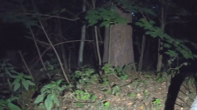 Лисёнок МАЛЫШ вернулся смотреть онлайн