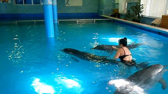 Дельфинотерапия в Лазаревском. Плавание с дельфинами. смотреть онлайн