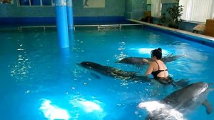 Дельфинотерапия в Лазаревском. Плавание с дельфинами.