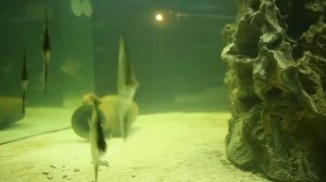 Аквариум в Омской области КЗО "Сказка"