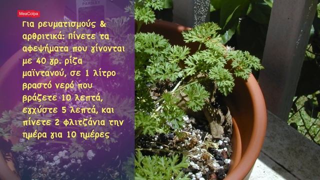 ΜΑΪΝΤΑΝΟΣ ΓΙΑ ΤΑ ΑΡΘΡΙΤΙΚΑ, ΤΗΝ ΚΑΡΔΙΑ, ΤΙΣ ΠΕΤΡΕΣ ΚΑΙ ΑΛΛΕΣ ΑΣΘΕΝΕΙΕΣ смотреть онлайн