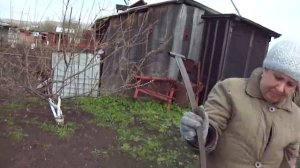 Весенний покос озимой ржи перед вспашкой огорода