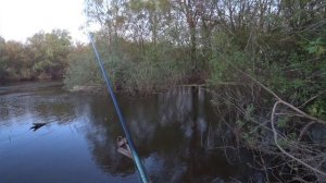 РЕКА ВОРОНА  РЫБАЛКА НА КАРАСЯ.