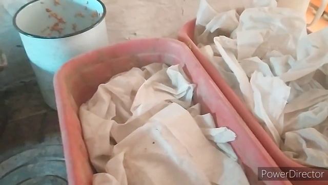 проращивание пшеницы для кур.   повышает яйценоскость кур. моя деревня