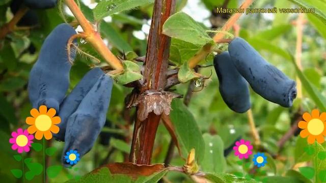 Жимолость Соловей. Краткий обзор, описание характеристик lonicera caerulea Solovey смотреть онлайн