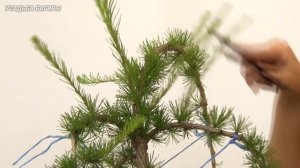 Ниваки из лиственницы (ч.2).