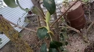 Богомо́ловые, или богомо́лы, — отряд насекомых с неполным превращением из надотряда тараканообразны