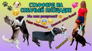 СТАФФОРД НА СОБАЧЬЕЙ ПЛОЩАДКЕ