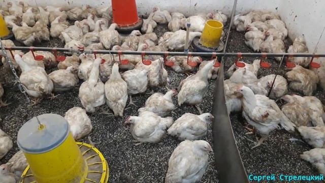 ??Выращивание бройлеров без уборки помёта! Сухая подстилка!