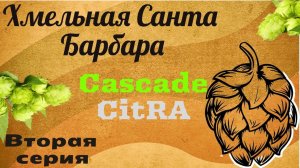 Хмельная санта Барбара!!Серия 2!Cascade и Citra!Хмель в домашнем  пивоварении!Z