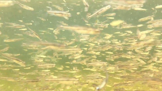 Река Амга. Якутия. Amga River смотреть онлайн