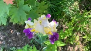 IRISES "WABASH" /ИРИС БОРОДАТЫЙ (ГЕРМАНСКИЙ) "ВАБАШ"