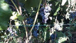 Виноград -Таежный