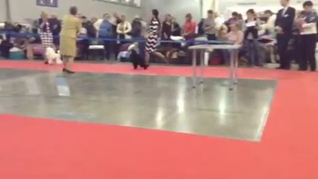 Выставка собак Россия 2015 пудели миниатюра лпп смотреть онлайн