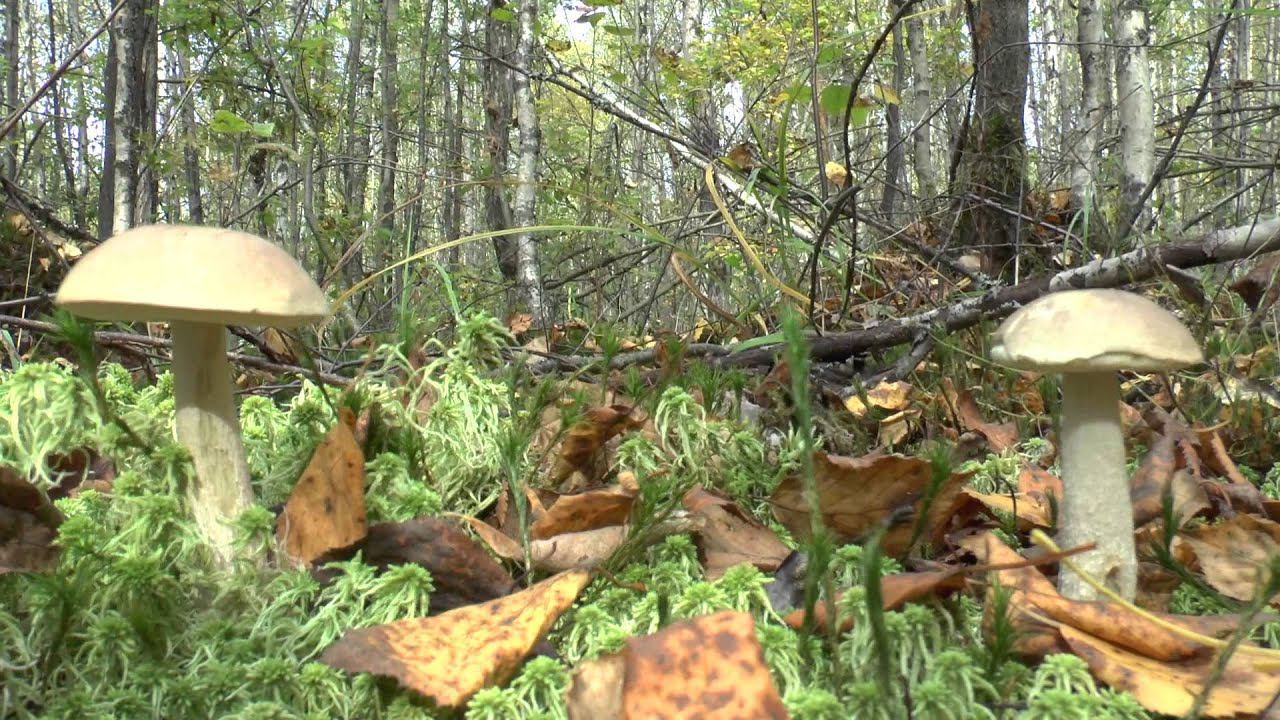 Грибы как в сказке! 2D почти как 3D - короткий тест камеры Panasonic HC-X810 1920x1080p50