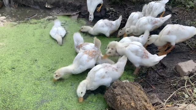 Ряска . Супер корм для уточек смотреть онлайн