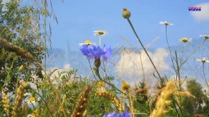 Надежда Меньших - Расти, пшеница - поле золотое! слова и музыка -Ирина Скибина.