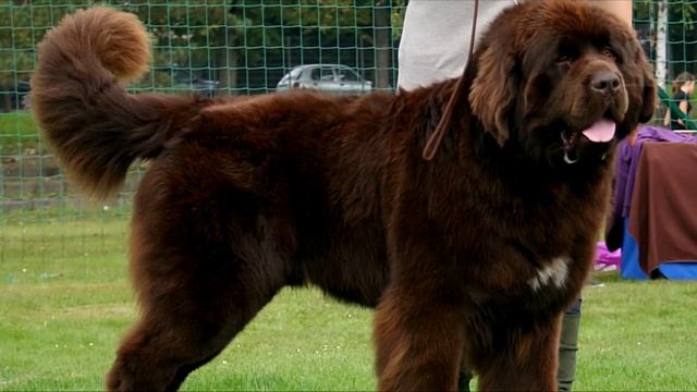 5 САМЫХ СИЛЬНЫХ СОБАК В МИРЕ смотреть онлайн