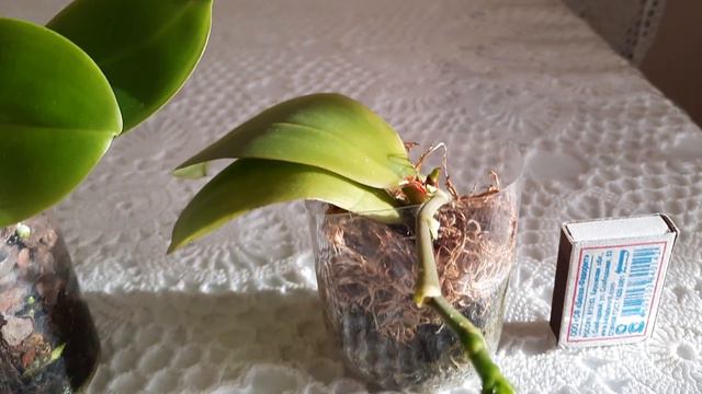 Лиодоро, мой опыт 24 ноября 2021 г. смотреть онлайн