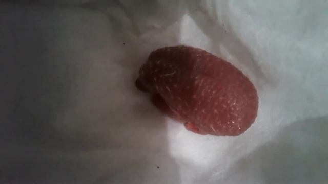 новорожденный ёжик (кесарёнок) смотреть онлайн