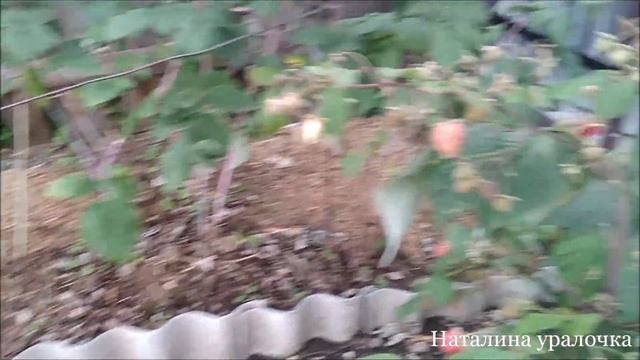 ремонтантная малина Шапка Мономаха сорт с крупными ягодами. смотреть онлайн