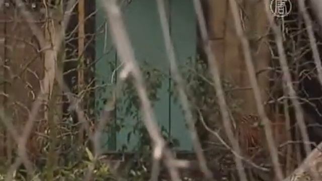 От суматранских тигров ждут потомства смотреть онлайн