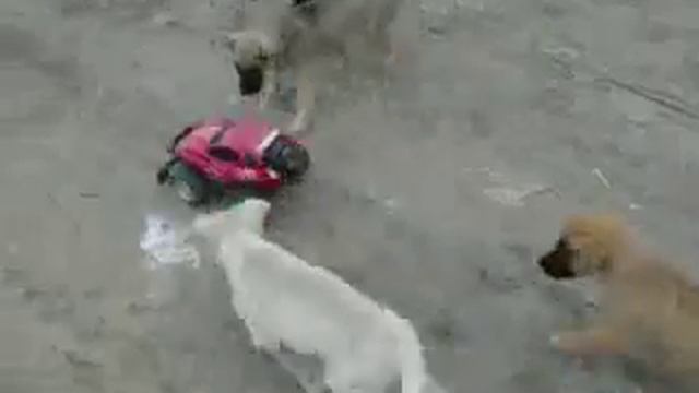 собачьи бега по детски! смотреть онлайн