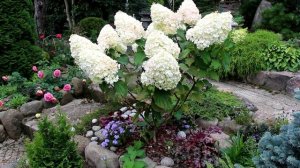 Гортензия: виды, сорта