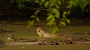 10 Most Dangerous Crocodile Species In The World