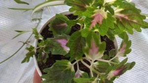 Милая весенняя композиция из  комнатных растений