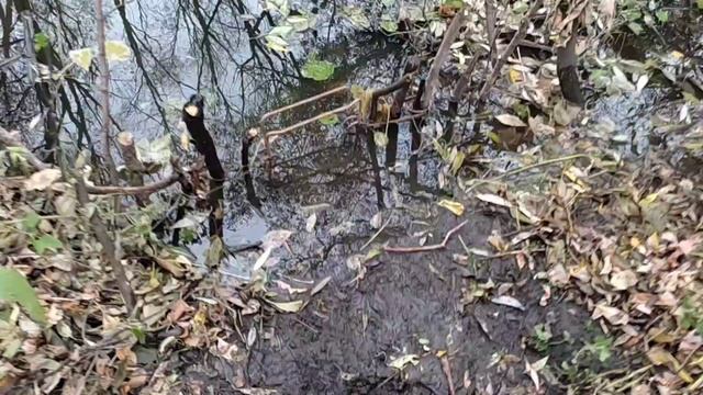 Охота на бобра проходными капканами на приманку замануха. смотреть онлайн