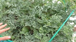 Лук ЭКСИБИШЕН и АРБУЗЫ в открытом грунте/ полив, уход, подкормки/ #watermelons #bowlucraty