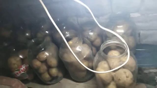 Мой муж решил спасти картофель от грызунов смотреть онлайн