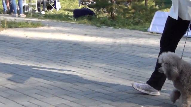 452 Моно пуделей "Челяба-2021"29,08,2021. Диза флейч Флоризель Принц смотреть онлайн